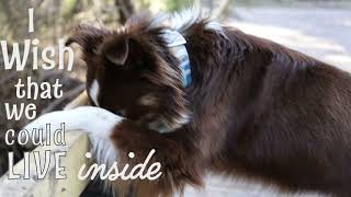 Homesick| Dog MEP part 3 by Captivating Canines 574 views 2 years ago 10 seconds