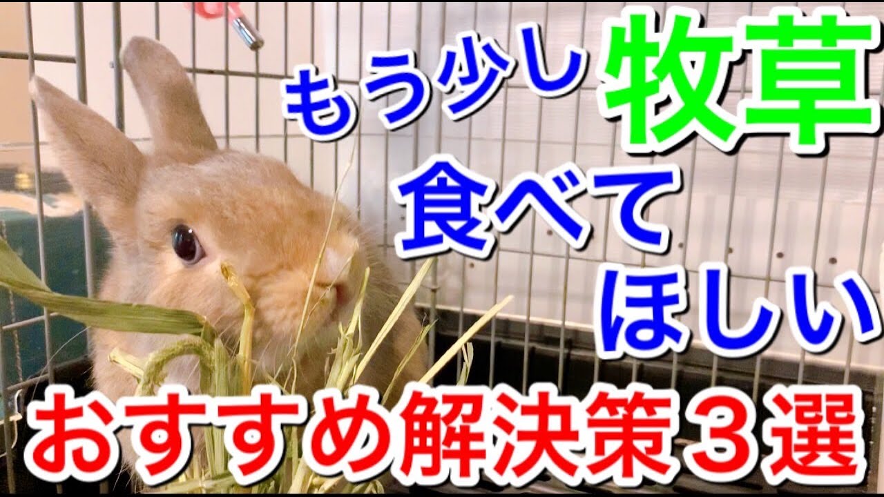 もう少しチモシーを食べて欲しいと思っている飼い主様へ うさぎのリゾート Otomari 二子玉川