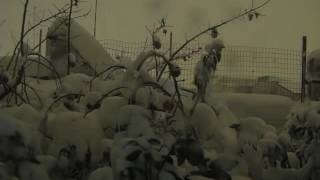 Neve 5, 6 E 7 Gennaio 2017