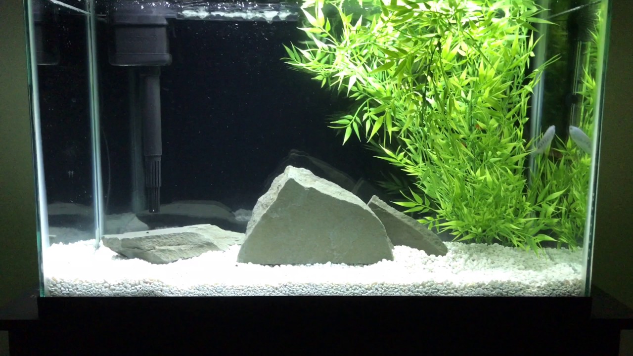 Asian Fish Tank Bad News YouTube