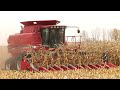 Corn Harvest 2020 | Case IH 2188 Axial Flow Combine Harvesting Corn | Ontario, Canada