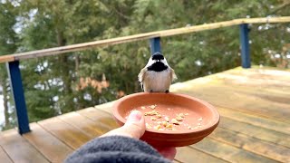 Chickadee slaps my face asking for food.