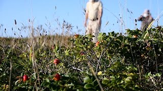 はまなすの丘公園でハマナスの実見ごろ 草原を赤く染める Youtube
