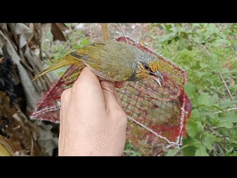 Video Làm lồng bẫy chim từ cái vĩ nướng và bẩy chim ăn... - youtube