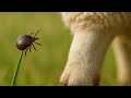 Watch the Tick Leap from Grass to Sheep’s Leg in a Stunning Move to Begin Its Mysterious Life Cycle!