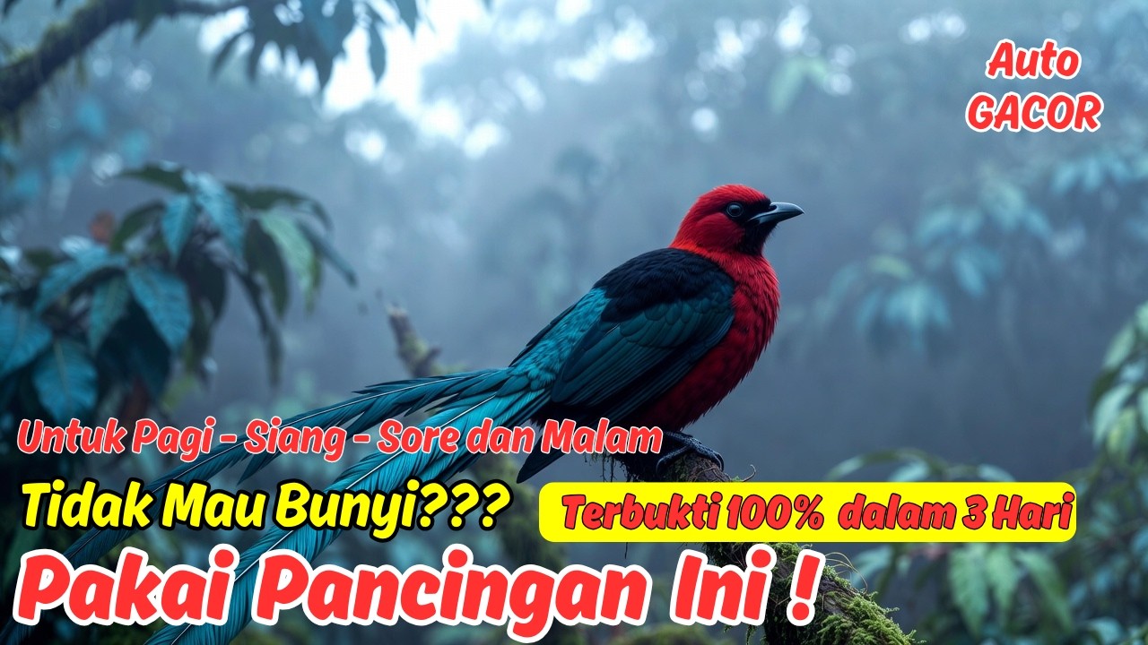 Masteran atau Pancingan Murai Batu Harian Bikin Mental Lomba Naik