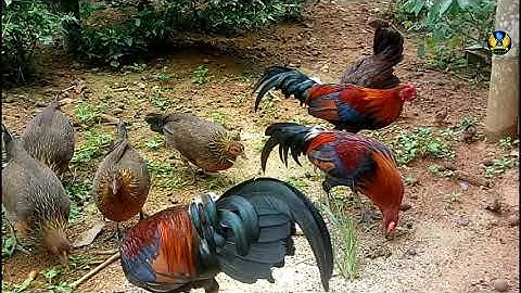 Qaib qug zoo nkauj 2020 II vẻ đẹp gà rừng f3 máu rừng cao