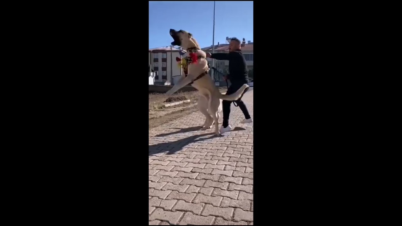 Turkish Kangal