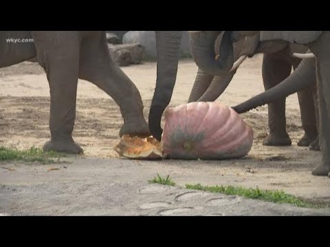 Video: Elefanten Zerquetschen Riesenkürbisse, Um Im Oregon Zoo Im Herbst Zu Läuten