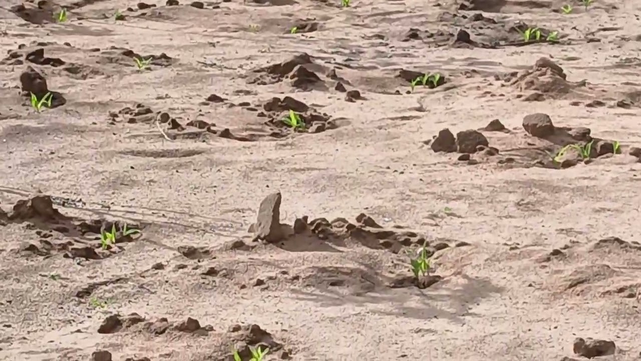 Muitas surpresas é emoção na plantação de milho.  ( Camaleão ataca nossa orta)