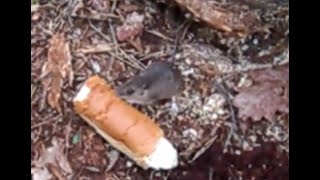 Hungrig Skogsmus Stjäl Bröd Hungry Wood Mouse Steals Bread