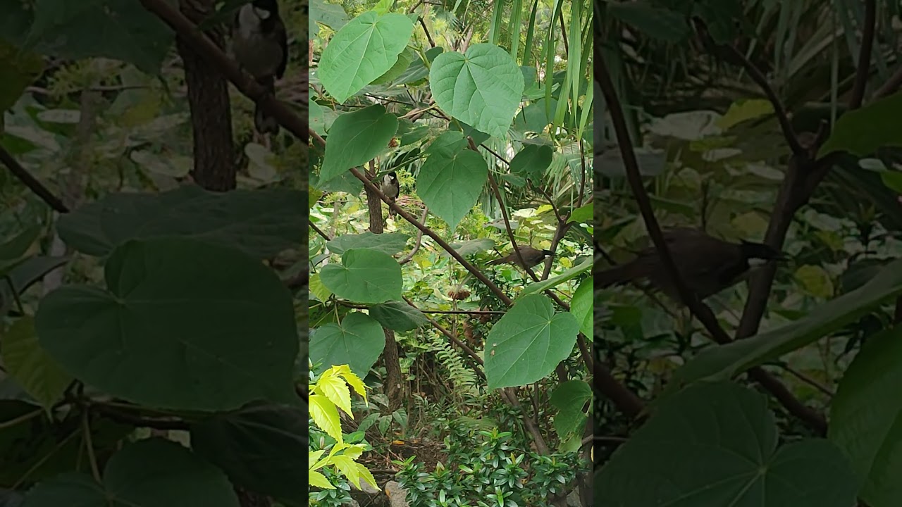 #shortvideo #shortsfeed #short #birds