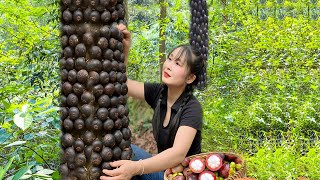 How to harvest RED mangosteen and sell it at the market - Harvesting and cooking