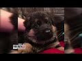 Woman scammed trying to buy dog on Craigslist