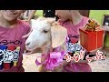 مقلب الهديه في التوأم انصدموا من الهديه ماعز