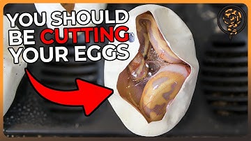 Should You be Cutting Your Ball Python Eggs?: Let