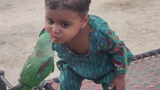 Love With Parrot Pets Vlog 18 August 2024 Anwar Shah Ustrana Official