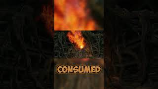 Fire Sage Doesn't use Pyromancy 🔥 #darksouls #fromsoftware #darksoulsremastered #gaming #darksouls1