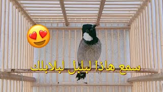 تغريد بلبل وحشي اول فتحه حنجره قويه سميته سلف ️‍