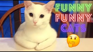 2 HOUR BEST FUNNY CATS COMPILATION 2023 | The Best Funny And Cute Cat Videos 14 !