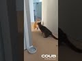 One Punch Cat  #funny #cute #pets #cat