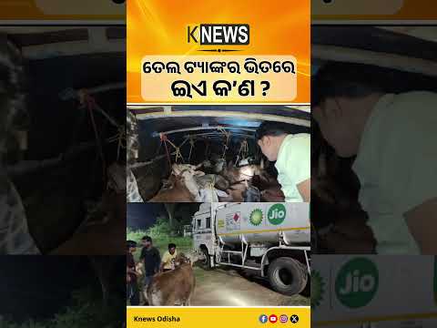 ଅଭିନବ ଉପାୟରେ ତେଲ ଟ୍ୟାଙ୍କର ଭିତରେ ବେଆଇନ ଗୋରୁ ଚାଲାଣ: ବାଙ୍ଗିରିପୋଷି ପୋଲିସ ହାତରେ ଟ୍ୟାଙ୍କର