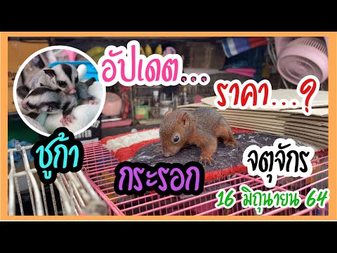 Zing’s Day I อัปเดต..! ราคากระรอก ชูก้า ตลาดจตุจักร 16 มิถุนายน 64