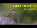 Tarka Kirazkuşu ötüşü | Corn Bunting singing