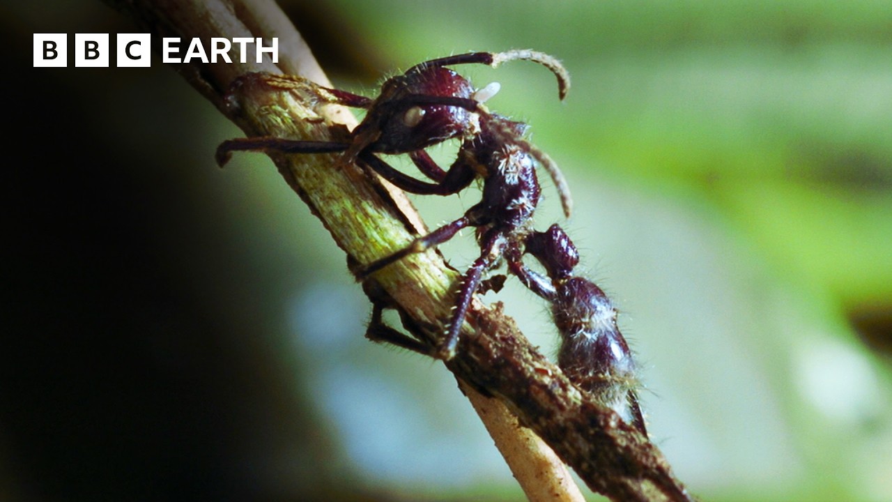 Nature’s Tiny Terrors