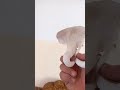 فطر محاري من بذور الكرتون