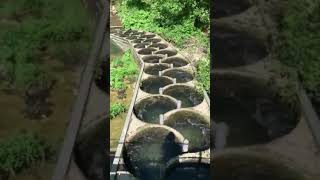 Fish ladder
