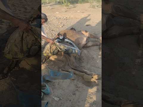 فلاح الصحراء يساعد جم له في إزالة الوعاء الأسود عن ساقيه بكل رفق وعناية