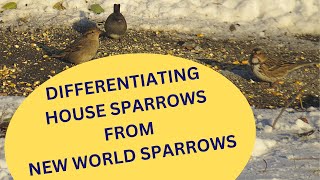 Differentiating House Sparrows from New World Sparrows 2023