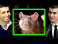 Rat Race View of Life | Manolis Kellis and Lex Fridman