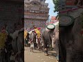 pooram elephant March #thrissurpooram