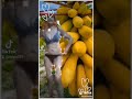 SEXY DARNA BIGO LIVE INTERNATIONAL BROADCASTING TIKTOKERS U TUBERS DANCING LOVE IS D ANSWER