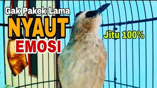 Suara Burung Trucukan Gacor Memanggil Lawan Pancingan Trucukan Betina Memanggil Jantan Agar Bunyi   