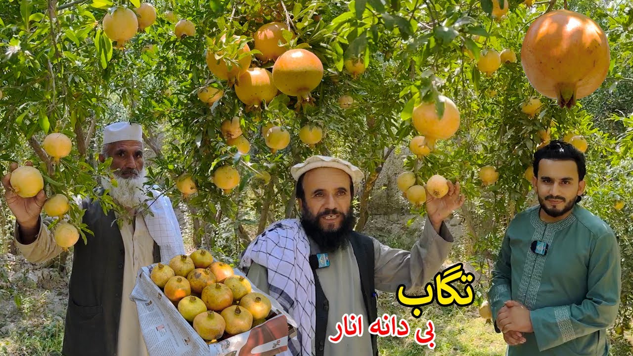 Sweet Seedless Pomegranate | Tagab Kapisa Afghanistan | د تګاب بی دانه او خواږه انار