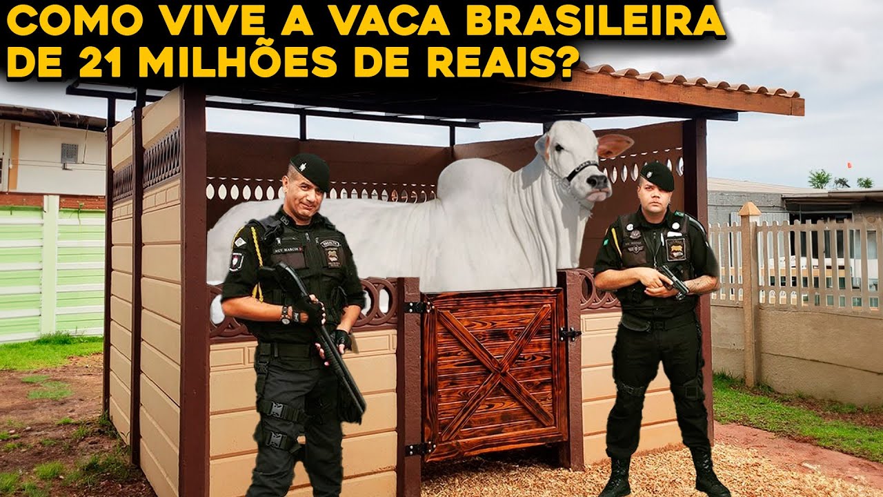 A ROTINA DA VACA BRASILEIRA MAIS VALIOSA DO MUNDO – SEGURANÇA 24H!