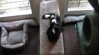 New pet kitten ~ ROCKY ~ Akron Humane Society ~ PawsAbilities Ohio rescue
