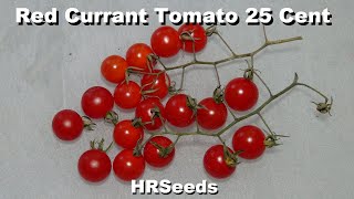 ⟹ Red Currant Tomato 25 cent | Solanum lycopersicum | Tomato Review