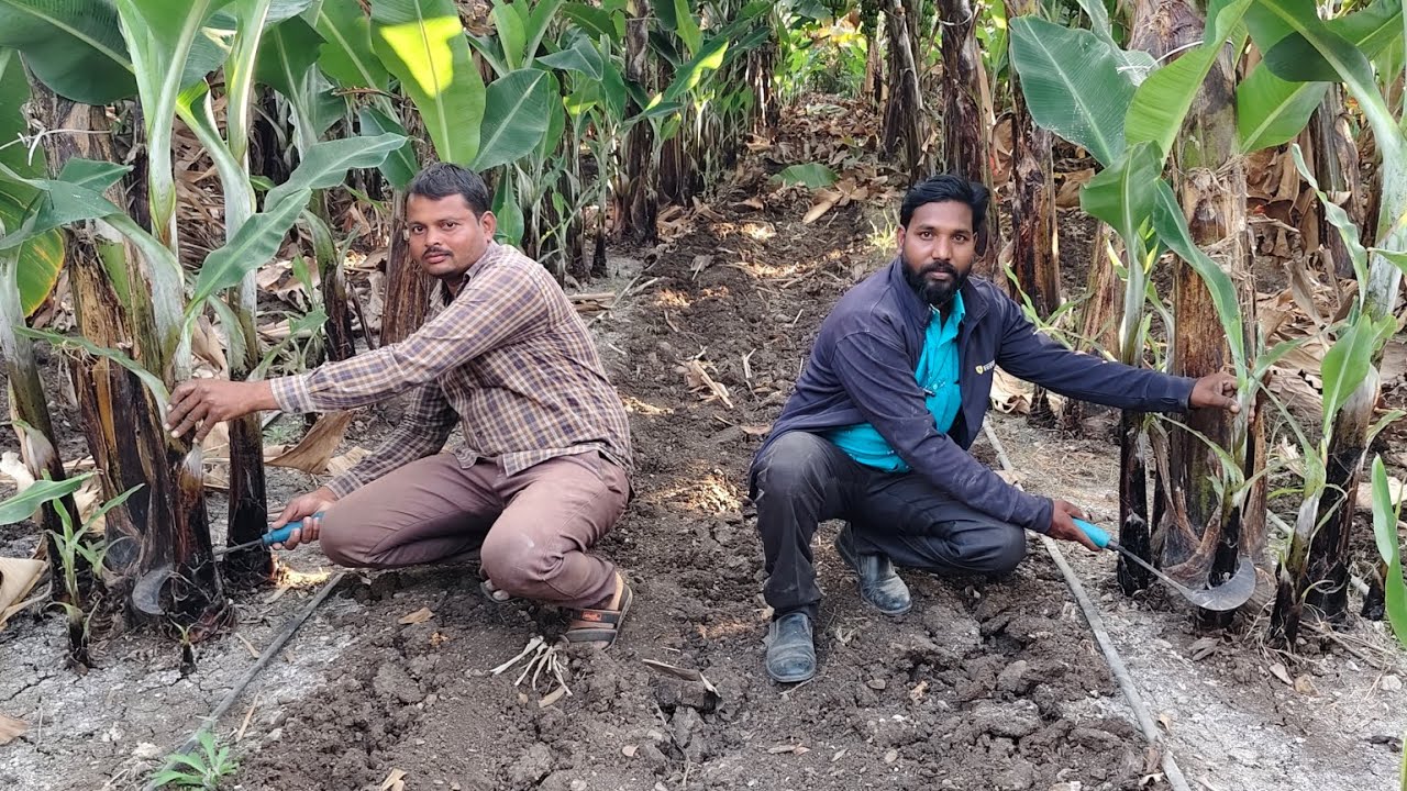 केळी (पिल बाग) खोडवा नियोजन कसे करावे.9960183713