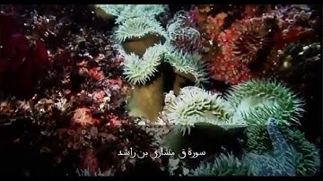 سورة ق تلاوة خاشعة جدا مشارى بن راشد العفاسي