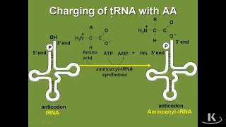 Amino Acid Activation Codon Translation tRNA|Biochemistry