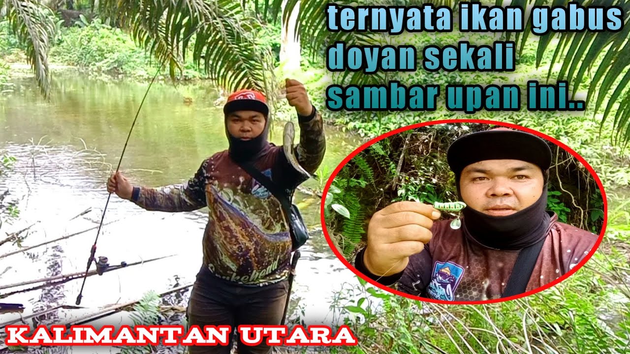 mancing gabus di rawa kalimantan utara pakai umpan soffrog