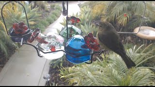 HummerVision of Luis D Lion Live Stream