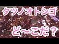 水槽に動きがありました。タツノオトシゴ、ケヤリムシ、ニホンバラタナゴ