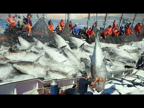 Vídeo: Peixes do Extremo Oriente: tipos, nomes e fotos