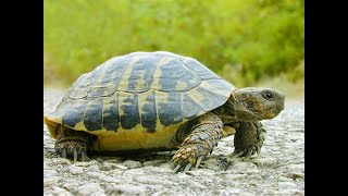 Finding Tortoise and Eggs in Soil Hole | Boy Searching Tortoise