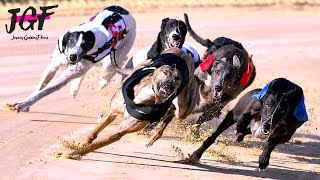 Greyhound Racing Competition: Six Dogs, One Track, One Winner